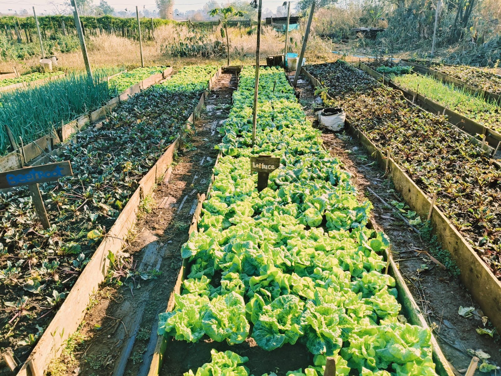 Close-up of healthy organic lettuce plants growing in sustainable farm plots using volcanic soil